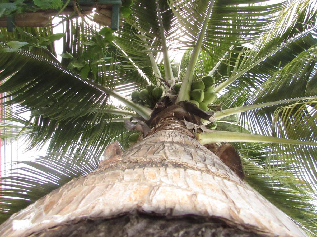 Blue Coconut Cancun Hotel エクステリア 写真